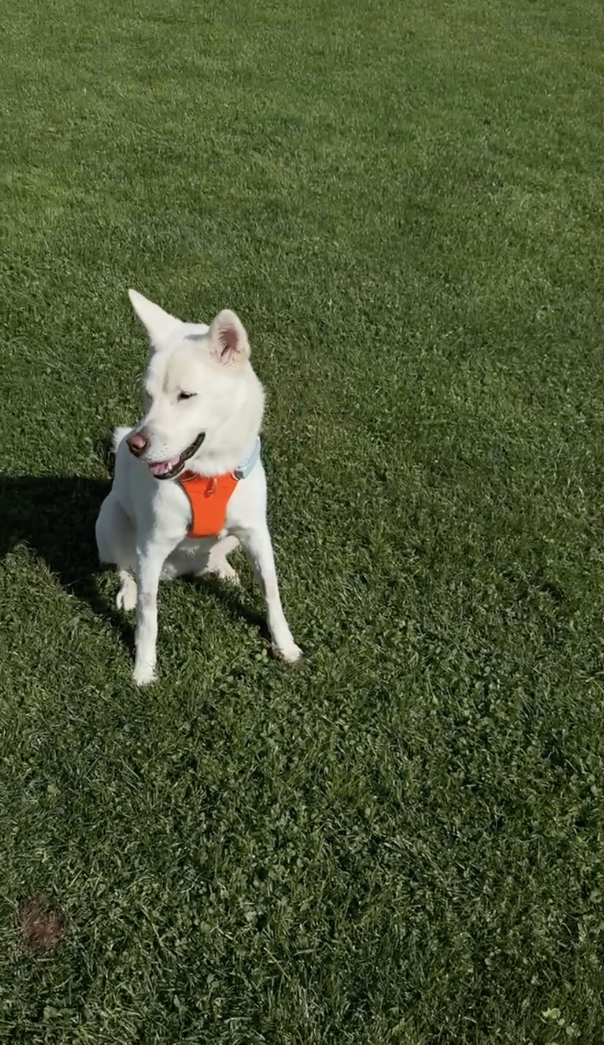 Juhee, a white Korean Jindo, sitting on grass with an orange harness — David Turnbull's daily walking partner